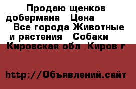 Продаю щенков добермана › Цена ­ 45 000 - Все города Животные и растения » Собаки   . Кировская обл.,Киров г.
